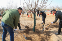 西安浐灞国际港开展义务植树活动